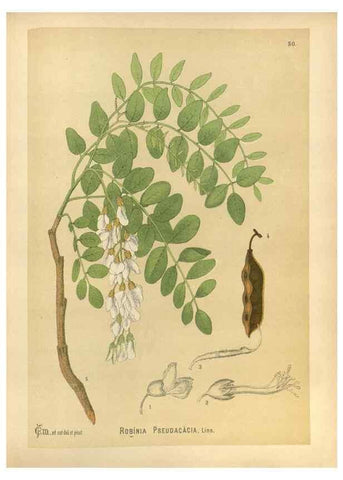 Reproducción/Reproduction 30091190541: Medicinal plants :. Philadelphia :J.C. Yorston,1892.