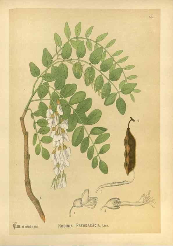 Reproducción/Reproduction 30091190541: Medicinal plants :. Philadelphia :J.C. Yorston,1892.