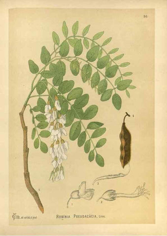 Reproducción/Reproduction 30091190541: Medicinal plants :. Philadelphia :J.C. Yorston,1892.