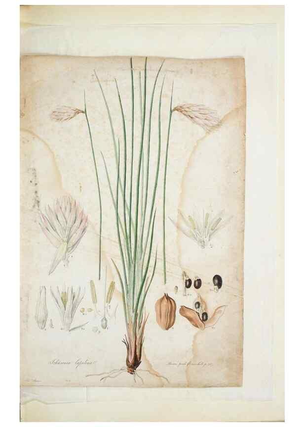 Reproducción/Reproduction 29929486670: Illustrationes florae novae hollandiae, sive icones generum quae in prodromo florae novae hollandiae et insulae van diemen descripsit robertus brown. Londini :Veneunt apud auctorem,1813
