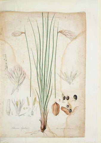 Reproducción/Reproduction 29929486670: Illustrationes florae novae hollandiae, sive icones generum quae in prodromo florae novae hollandiae et insulae van diemen descripsit robertus brown. Londini :Veneunt apud auctorem,1813