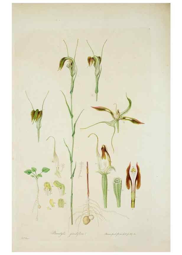 Reproducción/Reproduction 29595609024: Illustrationes florae novae hollandiae, sive icones generum quae in prodromo florae novae hollandiae et insulae van diemen descripsit robertus brown. Londini :Veneunt apud auctorem,1813