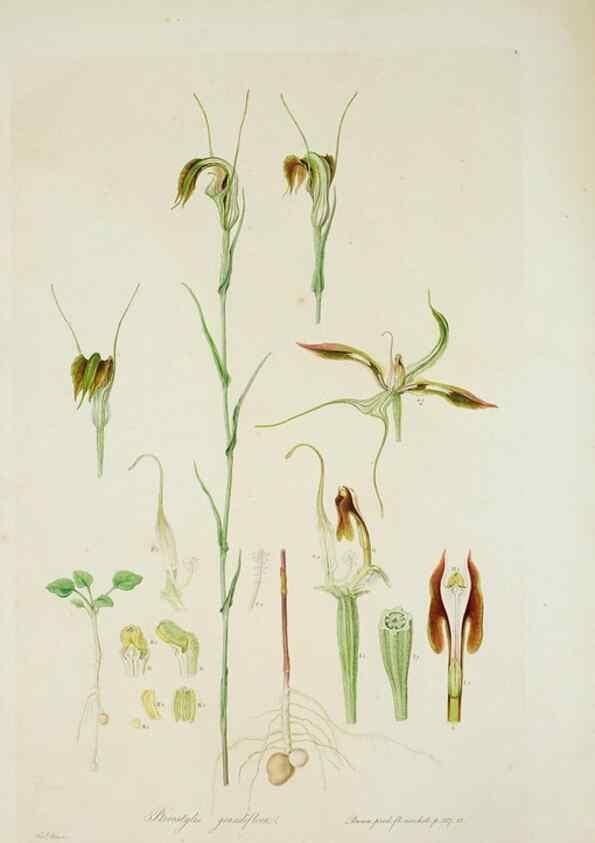 Reproducción/Reproduction 29595609024: Illustrationes florae novae hollandiae, sive icones generum quae in prodromo florae novae hollandiae et insulae van diemen descripsit robertus brown. Londini :Veneunt apud auctorem,1813