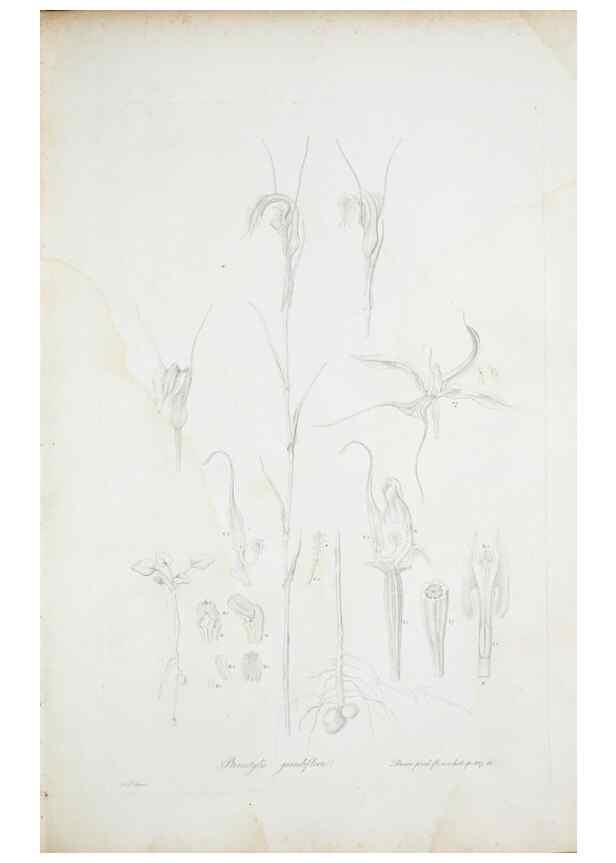 Reproducción/Reproduction 29596381583: Illustrationes florae novae hollandiae, sive icones generum quae in prodromo florae novae hollandiae et insulae van diemen descripsit robertus brown. Londini :Veneunt apud auctorem,1813