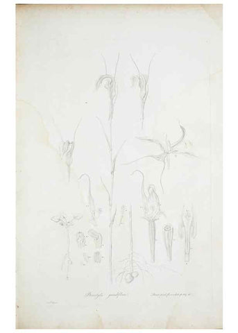 Reproducción/Reproduction 29596381583: Illustrationes florae novae hollandiae, sive icones generum quae in prodromo florae novae hollandiae et insulae van diemen descripsit robertus brown. Londini :Veneunt apud auctorem,1813