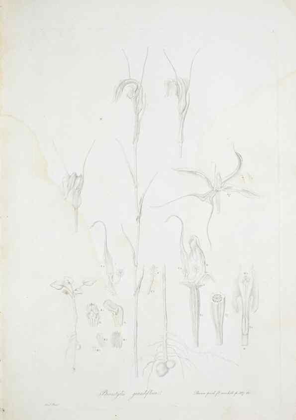 Reproducción/Reproduction 29596381583: Illustrationes florae novae hollandiae, sive icones generum quae in prodromo florae novae hollandiae et insulae van diemen descripsit robertus brown. Londini :Veneunt apud auctorem,1813