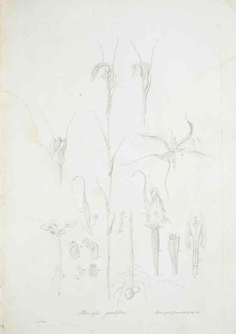 Reproducción/Reproduction 29596381583: Illustrationes florae novae hollandiae, sive icones generum quae in prodromo florae novae hollandiae et insulae van diemen descripsit robertus brown. Londini :Veneunt apud auctorem,1813