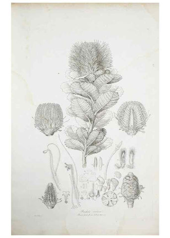 Reproducción/Reproduction 29595613404: Illustrationes florae novae hollandiae, sive icones generum quae in prodromo florae novae hollandiae et insulae van diemen descripsit robertus brown. Londini :Veneunt apud auctorem,1813