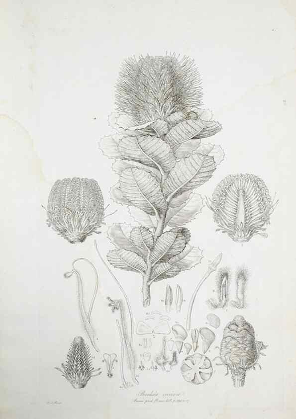 Reproducción/Reproduction 29595613404: Illustrationes florae novae hollandiae, sive icones generum quae in prodromo florae novae hollandiae et insulae van diemen descripsit robertus brown. Londini :Veneunt apud auctorem,1813