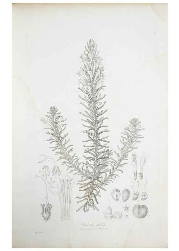 Reproducción/Reproduction 30225741185: Illustrationes florae novae hollandiae, sive icones generum quae in prodromo florae novae hollandiae et insulae van diemen descripsit robertus brown. Londini :Veneunt apud auctorem,1813