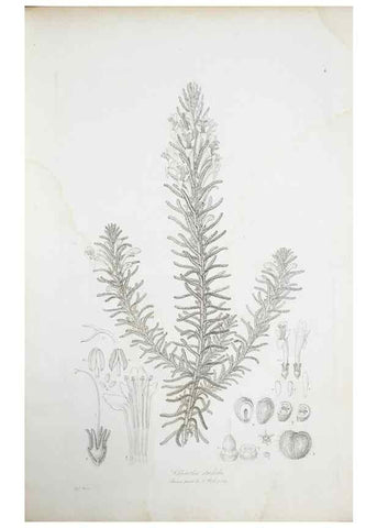 Reproducción/Reproduction 30225741185: Illustrationes florae novae hollandiae, sive icones generum quae in prodromo florae novae hollandiae et insulae van diemen descripsit robertus brown. Londini :Veneunt apud auctorem,1813