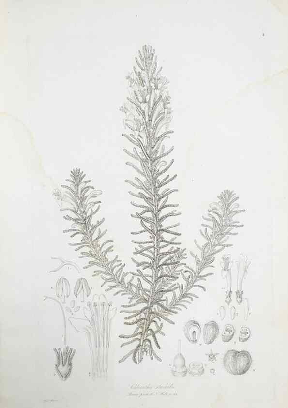 Reproducción/Reproduction 30225741185: Illustrationes florae novae hollandiae, sive icones generum quae in prodromo florae novae hollandiae et insulae van diemen descripsit robertus brown. Londini :Veneunt apud auctorem,1813