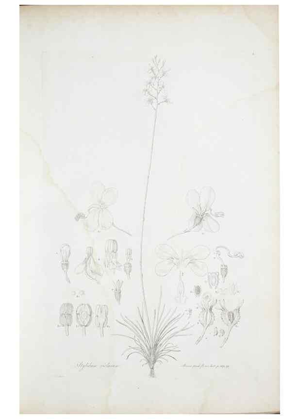 Reproducción/Reproduction 30190940076: Illustrationes florae novae hollandiae, sive icones generum quae in prodromo florae novae hollandiae et insulae van diemen descripsit robertus brown. Londini :Veneunt apud auctorem,1813