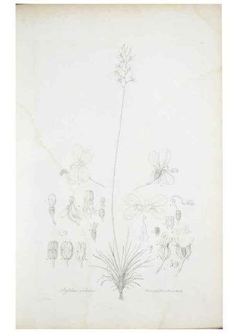 Reproducción/Reproduction 30190940076: Illustrationes florae novae hollandiae, sive icones generum quae in prodromo florae novae hollandiae et insulae van diemen descripsit robertus brown. Londini :Veneunt apud auctorem,1813