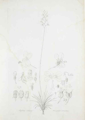 Reproducción/Reproduction 30190940076: Illustrationes florae novae hollandiae, sive icones generum quae in prodromo florae novae hollandiae et insulae van diemen descripsit robertus brown. Londini :Veneunt apud auctorem,1813