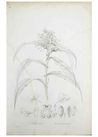 Reproducción/Reproduction 30110929652: Illustrationes florae novae hollandiae, sive icones generum quae in prodromo florae novae hollandiae et insulae van diemen descripsit robertus brown. Londini :Veneunt apud auctorem,1813