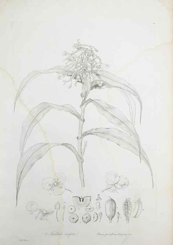 Reproducción/Reproduction 30110929652: Illustrationes florae novae hollandiae, sive icones generum quae in prodromo florae novae hollandiae et insulae van diemen descripsit robertus brown. Londini :Veneunt apud auctorem,1813