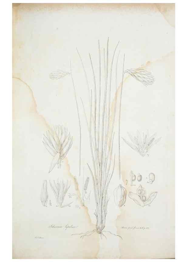 Reproducción/Reproduction 29929481840: Illustrationes florae novae hollandiae, sive icones generum quae in prodromo florae novae hollandiae et insulae van diemen descripsit robertus brown. Londini :Veneunt apud auctorem,1813
