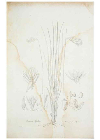 Reproducción/Reproduction 29929481840: Illustrationes florae novae hollandiae, sive icones generum quae in prodromo florae novae hollandiae et insulae van diemen descripsit robertus brown. Londini :Veneunt apud auctorem,1813