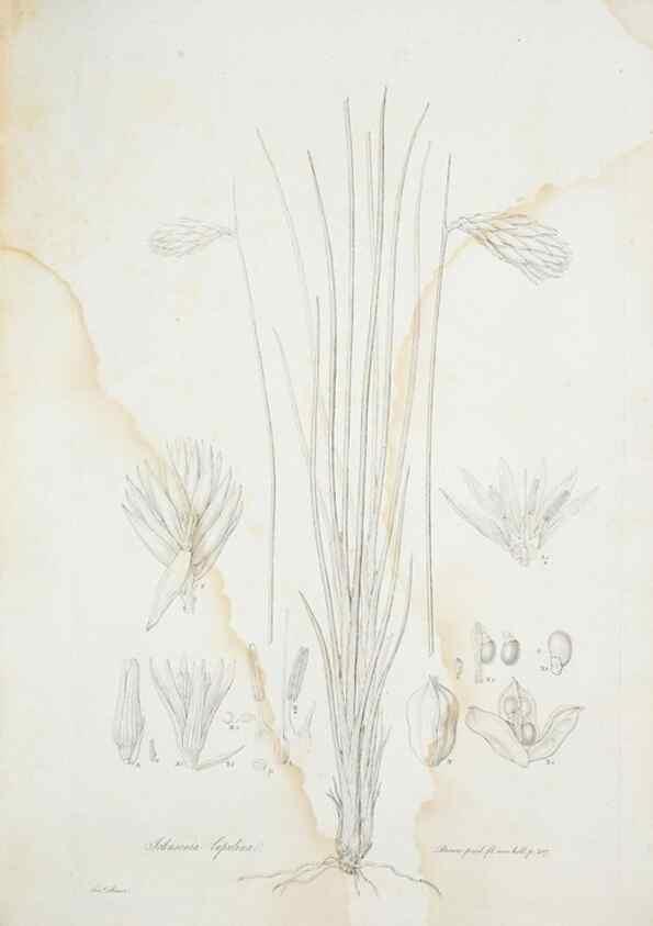 Reproducción/Reproduction 29929481840: Illustrationes florae novae hollandiae, sive icones generum quae in prodromo florae novae hollandiae et insulae van diemen descripsit robertus brown. Londini :Veneunt apud auctorem,1813