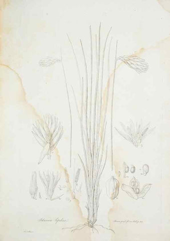 Reproducción/Reproduction 29929481840: Illustrationes florae novae hollandiae, sive icones generum quae in prodromo florae novae hollandiae et insulae van diemen descripsit robertus brown. Londini :Veneunt apud auctorem,1813