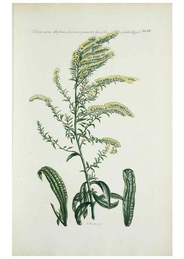 Reproducción/Reproduction 29929575950: Illustrationes florae novae hollandiae, sive icones generum quae in prodromo florae novae hollandiae et insulae van diemen descripsit robertus brown. Londini :Veneunt apud auctorem,1813