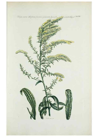 Reproducción/Reproduction 29929575950: Illustrationes florae novae hollandiae, sive icones generum quae in prodromo florae novae hollandiae et insulae van diemen descripsit robertus brown. Londini :Veneunt apud auctorem,1813