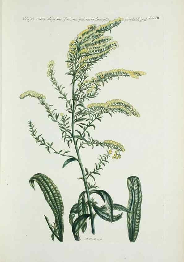 Reproducción/Reproduction 29929575950: Illustrationes florae novae hollandiae, sive icones generum quae in prodromo florae novae hollandiae et insulae van diemen descripsit robertus brown. Londini :Veneunt apud auctorem,1813