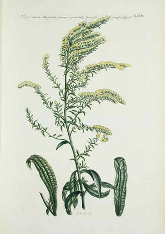 Reproducción/Reproduction 29929575950: Illustrationes florae novae hollandiae, sive icones generum quae in prodromo florae novae hollandiae et insulae van diemen descripsit robertus brown. Londini :Veneunt apud auctorem,1813