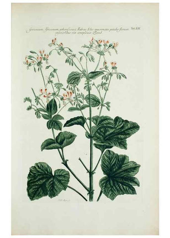 Reproducción/Reproduction 29929582760: Illustrationes florae novae hollandiae, sive icones generum quae in prodromo florae novae hollandiae et insulae van diemen descripsit robertus brown. Londini :Veneunt apud auctorem,1813