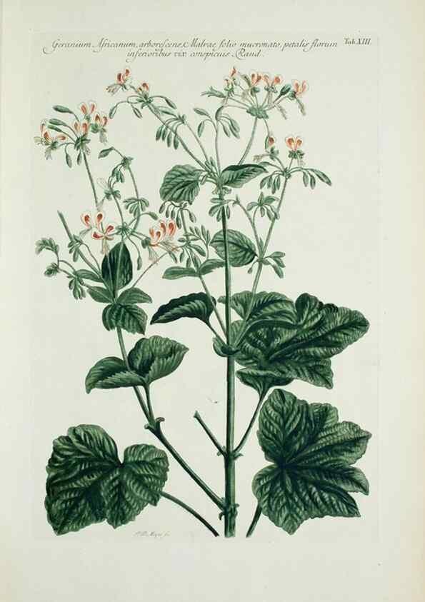 Reproducción/Reproduction 29929582760: Illustrationes florae novae hollandiae, sive icones generum quae in prodromo florae novae hollandiae et insulae van diemen descripsit robertus brown. Londini :Veneunt apud auctorem,1813
