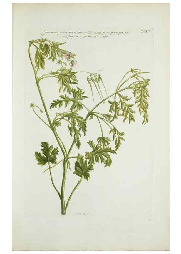 Reproducción/Reproduction 29596452383: Illustrationes florae novae hollandiae, sive icones generum quae in prodromo florae novae hollandiae et insulae van diemen descripsit robertus brown. Londini :Veneunt apud auctorem,1813