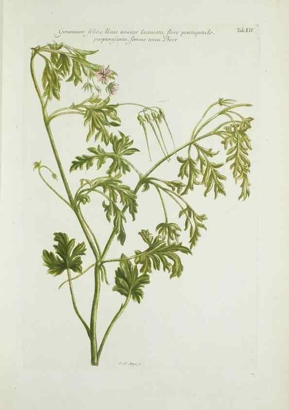 Reproducción/Reproduction 29596452383: Illustrationes florae novae hollandiae, sive icones generum quae in prodromo florae novae hollandiae et insulae van diemen descripsit robertus brown. Londini :Veneunt apud auctorem,1813