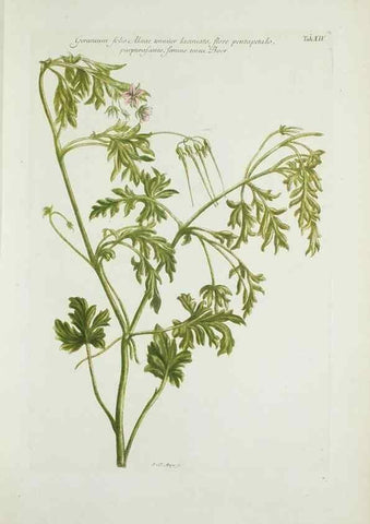 Reproducción/Reproduction 29596452383: Illustrationes florae novae hollandiae, sive icones generum quae in prodromo florae novae hollandiae et insulae van diemen descripsit robertus brown. Londini :Veneunt apud auctorem,1813
