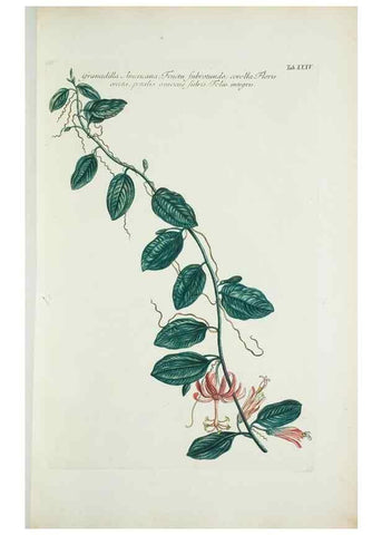 Reproducción/Reproduction 30191094896: Illustrationes florae novae hollandiae, sive icones generum quae in prodromo florae novae hollandiae et insulae van diemen descripsit robertus brown. Londini :Veneunt apud auctorem,1813