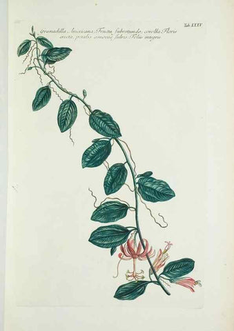Reproducción/Reproduction 30191094896: Illustrationes florae novae hollandiae, sive icones generum quae in prodromo florae novae hollandiae et insulae van diemen descripsit robertus brown. Londini :Veneunt apud auctorem,1813