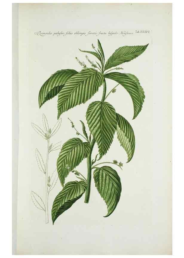 Reproducción/Reproduction 29596523883: Illustrationes florae novae hollandiae, sive icones generum quae in prodromo florae novae hollandiae et insulae van diemen descripsit robertus brown. Londini :Veneunt apud auctorem,1813