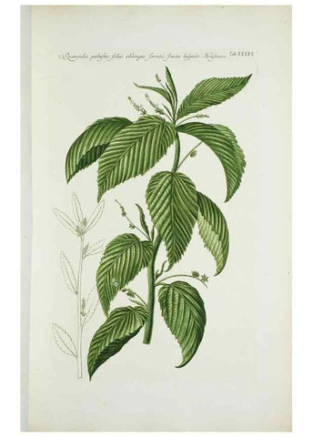 Reproducción/Reproduction 29596523883: Illustrationes florae novae hollandiae, sive icones generum quae in prodromo florae novae hollandiae et insulae van diemen descripsit robertus brown. Londini :Veneunt apud auctorem,1813