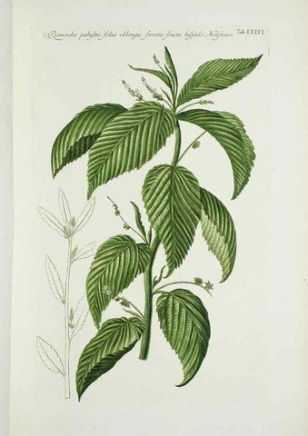 Reproducción/Reproduction 29596523883: Illustrationes florae novae hollandiae, sive icones generum quae in prodromo florae novae hollandiae et insulae van diemen descripsit robertus brown. Londini :Veneunt apud auctorem,1813