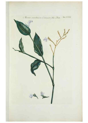 Reproducción/Reproduction 29929641580: Illustrationes florae novae hollandiae, sive icones generum quae in prodromo florae novae hollandiae et insulae van diemen descripsit robertus brown. Londini :Veneunt apud auctorem,1813