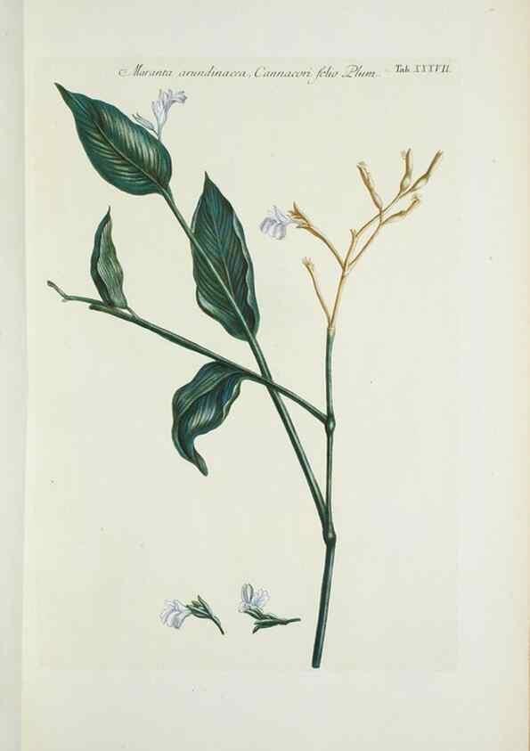 Reproducción/Reproduction 29929641580: Illustrationes florae novae hollandiae, sive icones generum quae in prodromo florae novae hollandiae et insulae van diemen descripsit robertus brown. Londini :Veneunt apud auctorem,1813