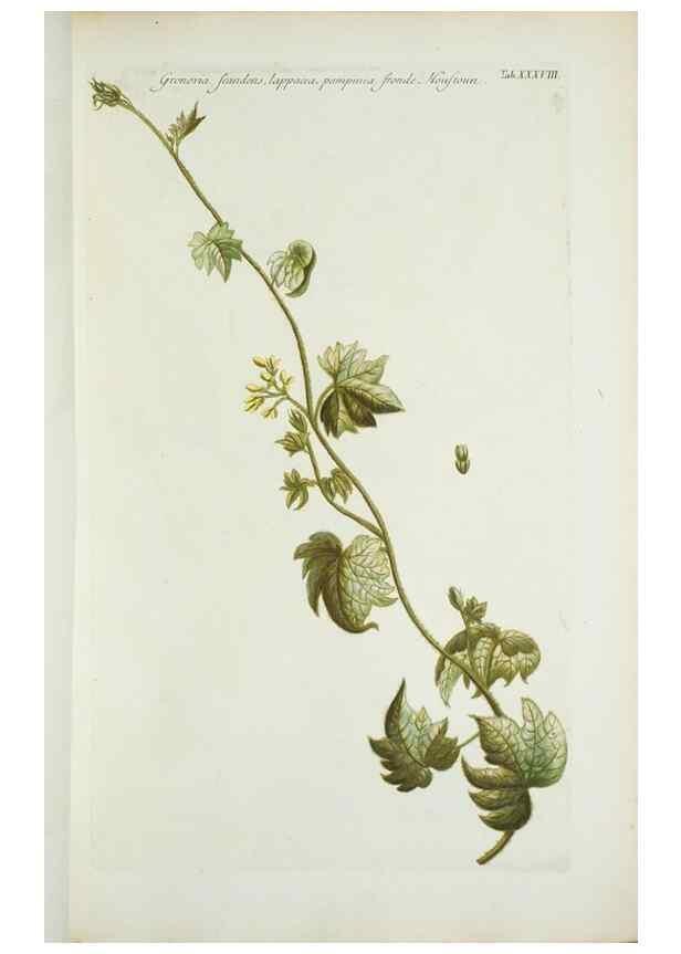 Reproducción/Reproduction 29595780344: Illustrationes florae novae hollandiae, sive icones generum quae in prodromo florae novae hollandiae et insulae van diemen descripsit robertus brown. Londini :Veneunt apud auctorem,1813