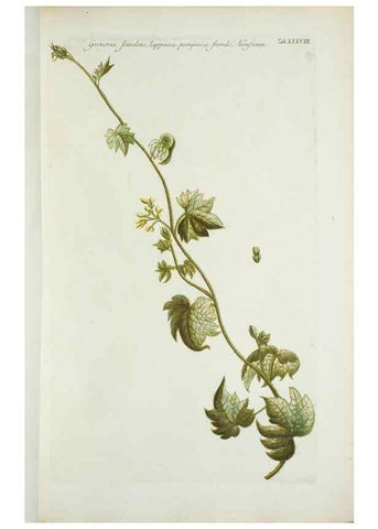 Reproducción/Reproduction 29595780344: Illustrationes florae novae hollandiae, sive icones generum quae in prodromo florae novae hollandiae et insulae van diemen descripsit robertus brown. Londini :Veneunt apud auctorem,1813