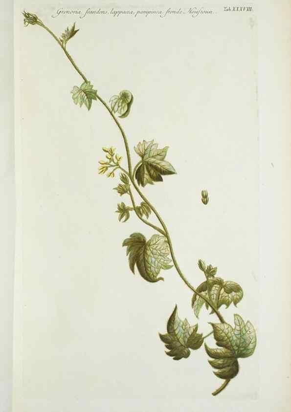 Reproducción/Reproduction 29595780344: Illustrationes florae novae hollandiae, sive icones generum quae in prodromo florae novae hollandiae et insulae van diemen descripsit robertus brown. Londini :Veneunt apud auctorem,1813