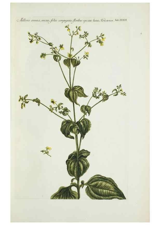 Reproducción/Reproduction 29929645070: Illustrationes florae novae hollandiae, sive icones generum quae in prodromo florae novae hollandiae et insulae van diemen descripsit robertus brown. Londini :Veneunt apud auctorem,1813