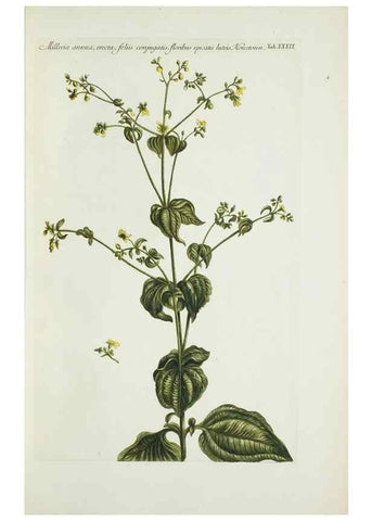 Reproducción/Reproduction 29929645070: Illustrationes florae novae hollandiae, sive icones generum quae in prodromo florae novae hollandiae et insulae van diemen descripsit robertus brown. Londini :Veneunt apud auctorem,1813