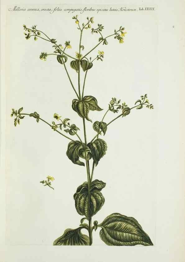 Reproducción/Reproduction 29929645070: Illustrationes florae novae hollandiae, sive icones generum quae in prodromo florae novae hollandiae et insulae van diemen descripsit robertus brown. Londini :Veneunt apud auctorem,1813