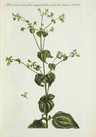 Reproducción/Reproduction 29929645070: Illustrationes florae novae hollandiae, sive icones generum quae in prodromo florae novae hollandiae et insulae van diemen descripsit robertus brown. Londini :Veneunt apud auctorem,1813