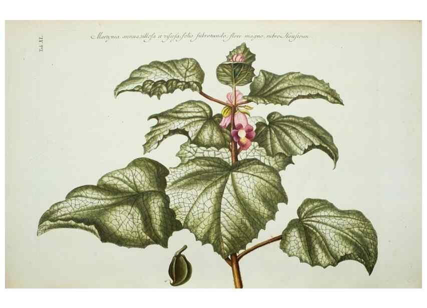 Reproducción/Reproduction 29595788694: Illustrationes florae novae hollandiae, sive icones generum quae in prodromo florae novae hollandiae et insulae van diemen descripsit robertus brown. Londini :Veneunt apud auctorem,1813