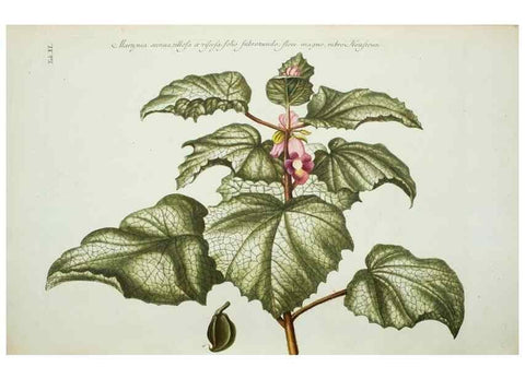 Reproducción/Reproduction 29595788694: Illustrationes florae novae hollandiae, sive icones generum quae in prodromo florae novae hollandiae et insulae van diemen descripsit robertus brown. Londini :Veneunt apud auctorem,1813